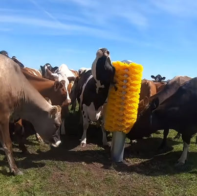 OEM Cattle Cow raspando escova corpo de volta raspador com suporte