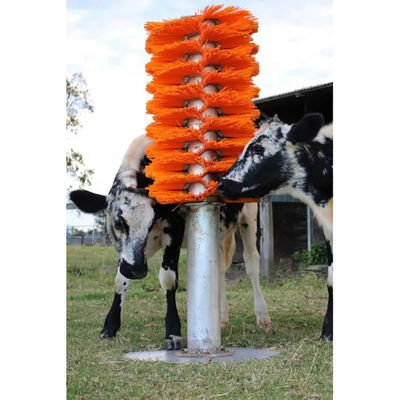OEM Cattle Cow raspando escova corpo de volta raspador com suporte